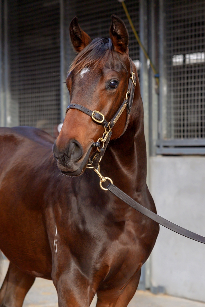 Zousain (AUS) / Anatina (AUS) 2025 Colt - Image 2