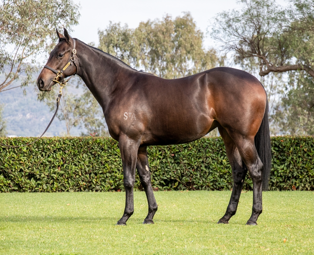 I Am Invincible (AUS) / Loveyamadly (AUS) 2024 Filly - Image 1