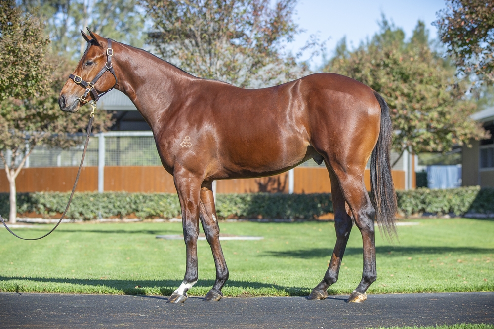 Castelvecchio (AUS) / Keiai Tsubaki (AUS) 2024 Colt - Image 1