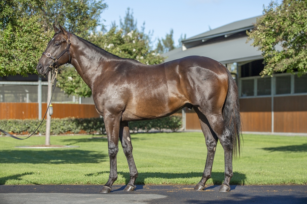 Pinatubo (IRE) / Lady War Machine (USA) 2024 Colt - Image 1