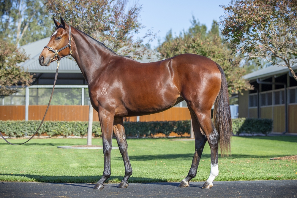 Dundeel (NZ) / Lovely Esteem (GB) 2024 Filly - Image 1