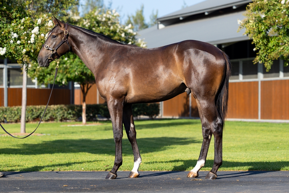 Hitotsu (AUS) / Manasa (NZ) 2024 Colt - Image 1