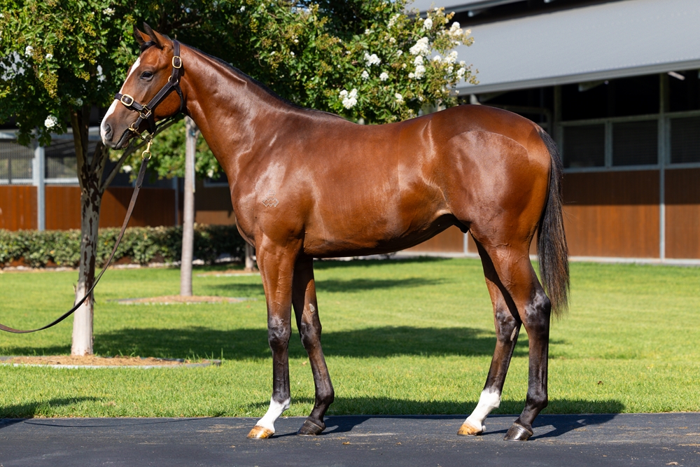 Dundeel (NZ) / Nectaris (GB) 2024 Colt - Image 1