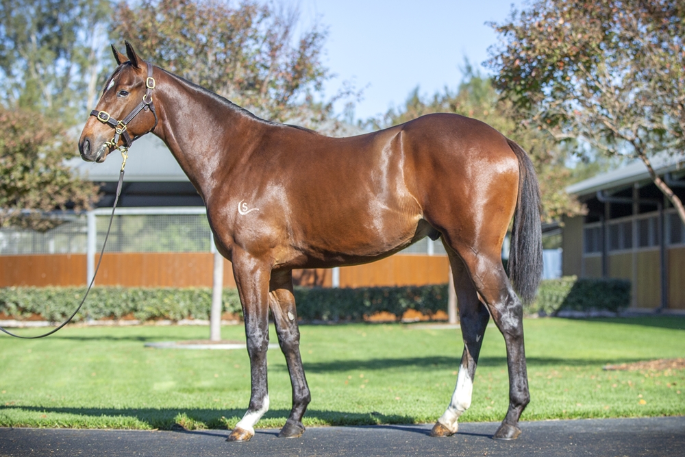 The Autumn Sun (AUS) / Press Review (AUS) 2024 Colt - Image 1