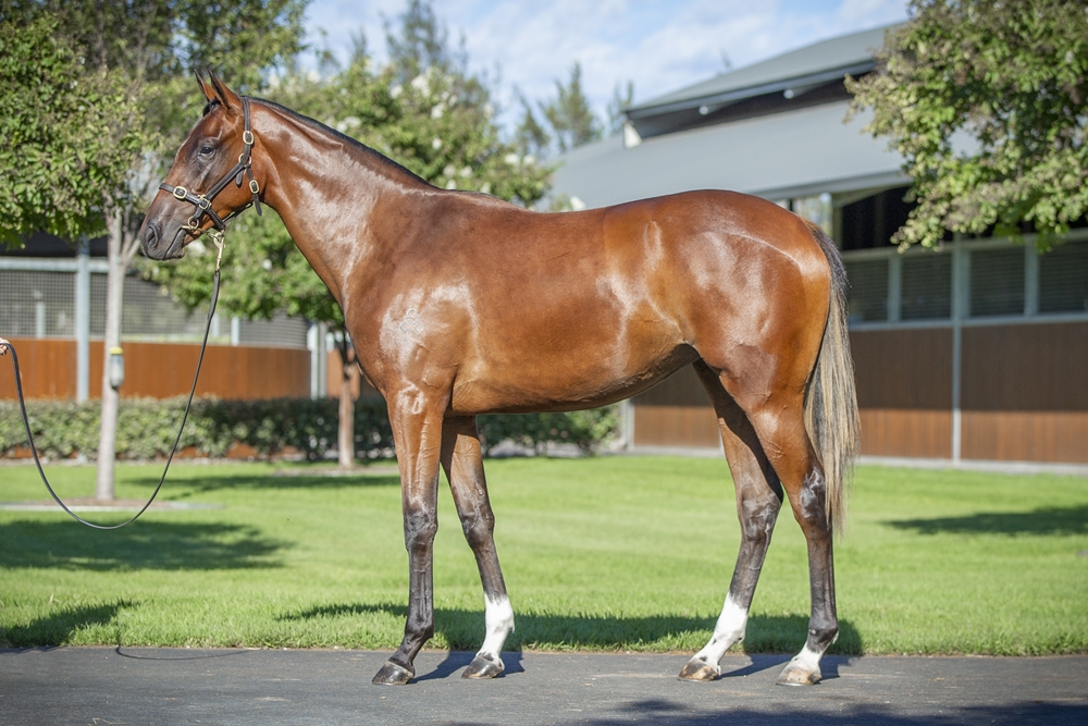 Maurice (JPN) / Rhaenys (AUS) 2024 Filly - Image 1
