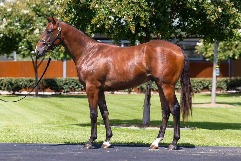 Snitzel (AUS) / Royal Collection (USA) 2024 Colt - Image 1