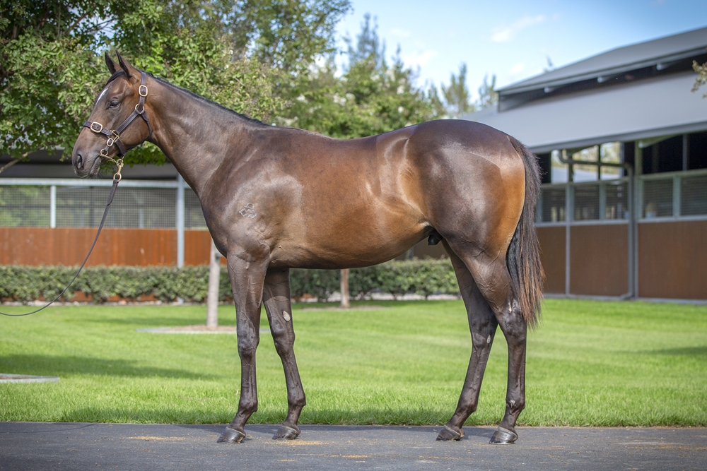 Snitzel (AUS) / Sekiyama (AUS) 2024 Colt - Image 1