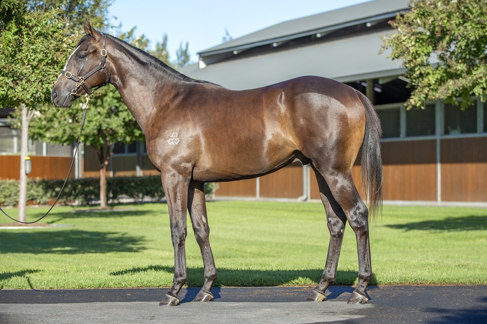 Maurice (JPN) / Sleek Lynx (GB) 2024 Colt - Image 1