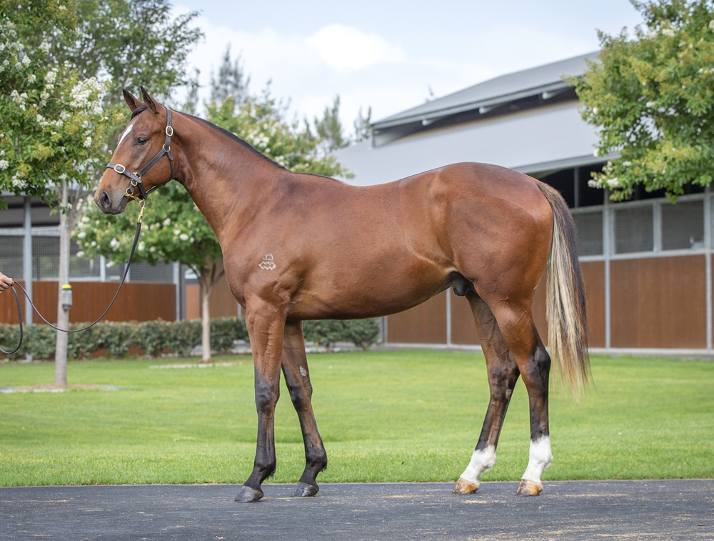 Snitzel (AUS) / Special Code (USA) 2024 Colt - Image 1
