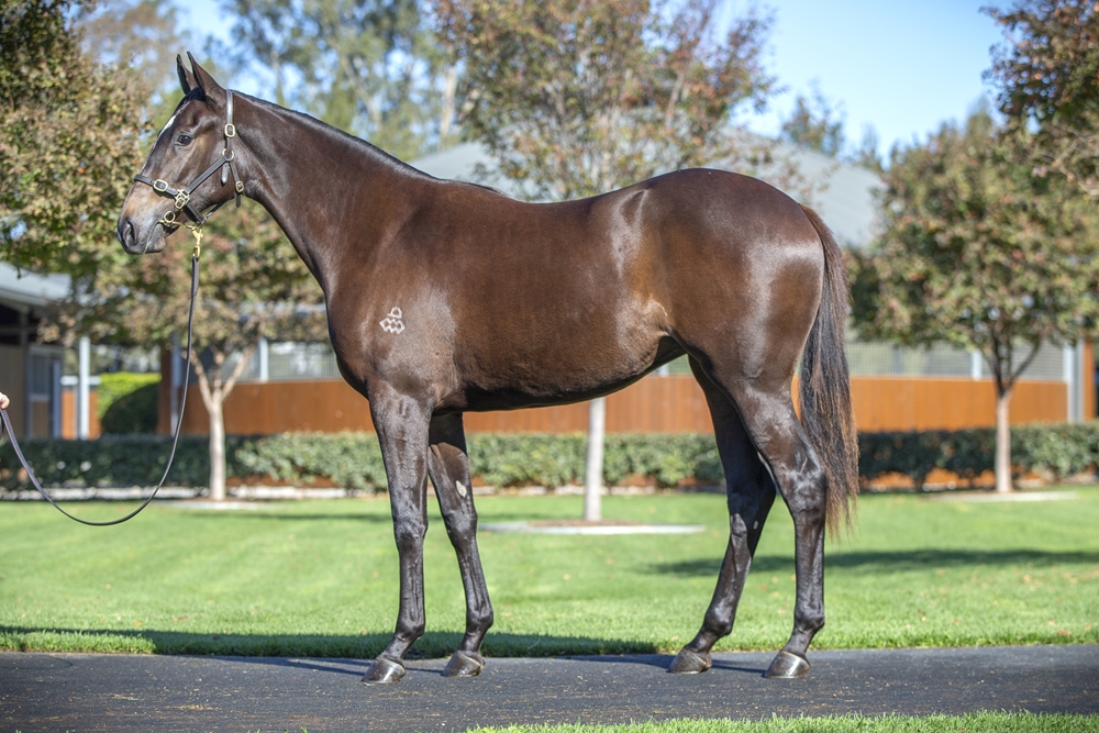 Hitotsu (AUS) / Toatoa (AUS) 2024 Filly - Image 1