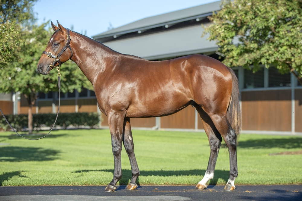The Autumn Sun (AUS) / Tuudelu (AUS) 2024 Colt - Image 1
