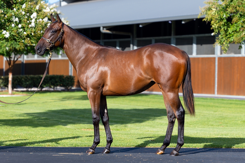 Pinatubo (IRE) / Valoria (AUS) 2024 Filly - Image 1