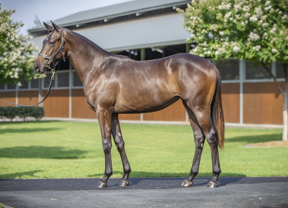 Castelvecchio (AUS) / Almandine (JPN) 2024 Filly - Image 1