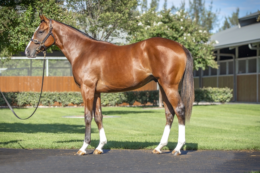 Dundeel (NZ) / High Fashion (AUS) 2024 Colt - Image 1