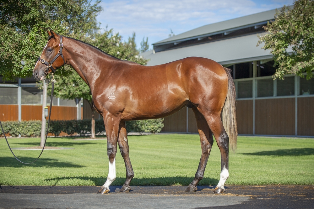 Dundeel (NZ) / In a While (AUS) 2024 Colt - Image 1