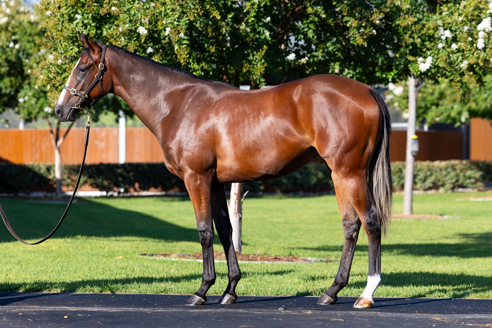 Dundeel (NZ) / Intelligentsia (IRE) 2024 Filly - Image 1