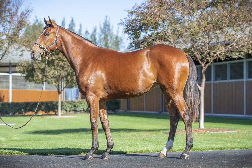 Hitotsu (AUS) / Julkkis (AUS) 2024 Filly - Image 1