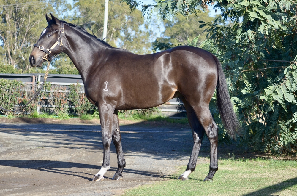 Tassort (AUS) / Victory Lass (AUS) 2024 Colt - Image 1