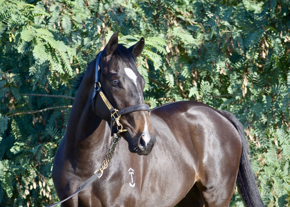 Tassort (AUS) / Victory Lass (AUS) 2024 Colt - Image 2