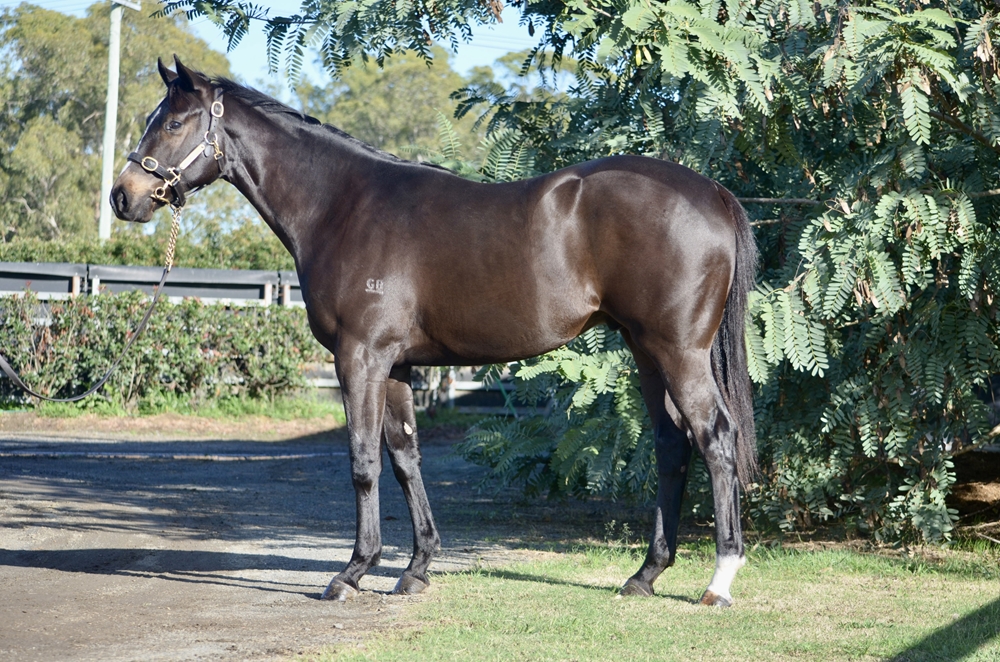 Russian Revolution (AUS) / Ida (AUS) 2024 Colt - Image 1