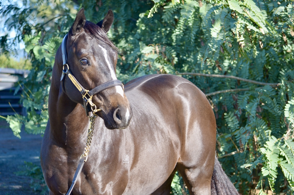 Russian Revolution (AUS) / Ida (AUS) 2024 Colt - Image 2