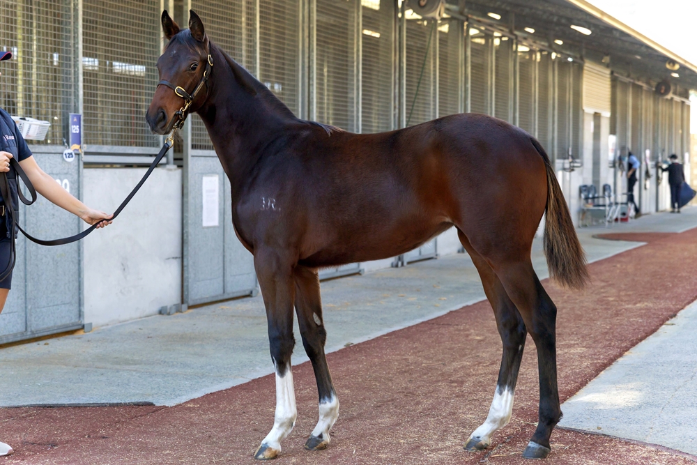Zousain (AUS) / Receipt (AUS) 2025 Filly - Image 1