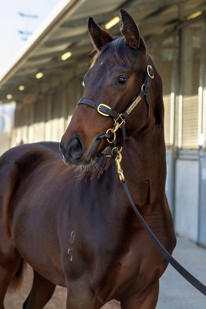Zousain (AUS) / Receipt (AUS) 2025 Filly - Image 2