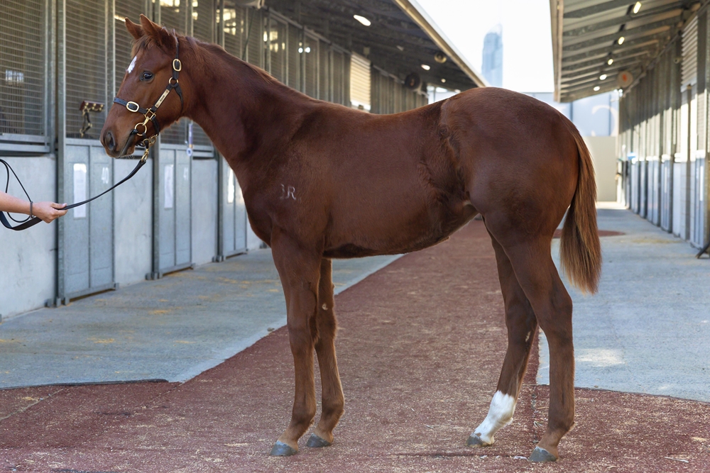 Native Trail (GB) / Seam Ripper (AUS) 2025 Filly - Image 1