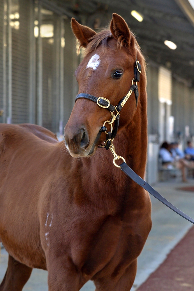 Native Trail (GB) / Seam Ripper (AUS) 2025 Filly - Image 2
