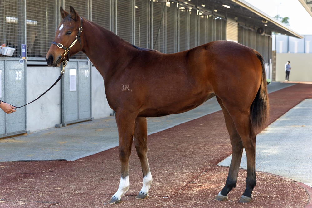 Don Corleone (AUS) / To be Honest (AUS) 2025 Filly - Image 1