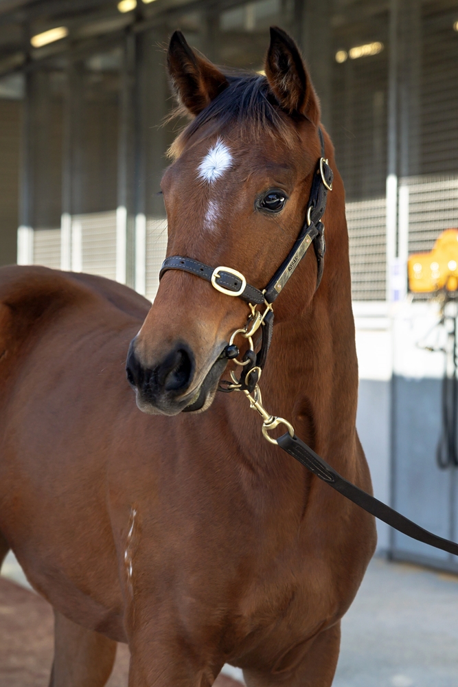 Don Corleone (AUS) / To be Honest (AUS) 2025 Filly - Image 2