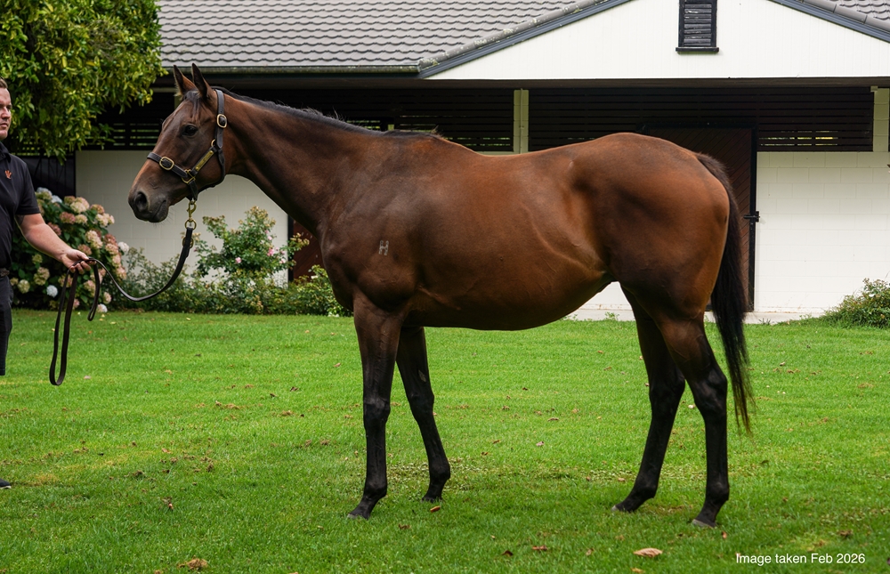 Not Guilty (NZ) - Image 1
