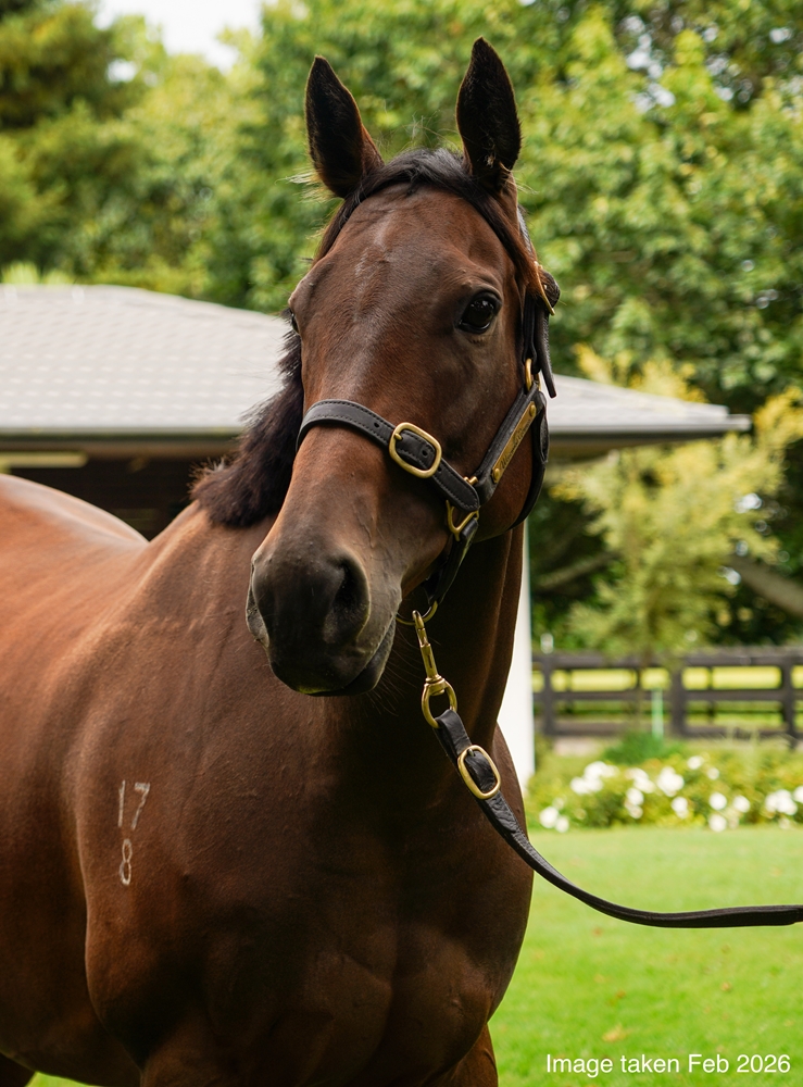 Not Guilty (NZ) - Image 2
