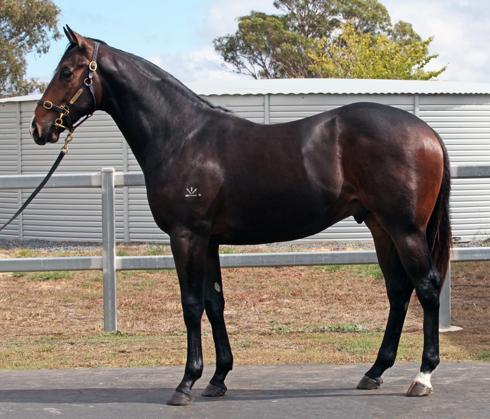 Barbaric (AUS) / Mahlia (AUS) 2024 Colt - Image 1