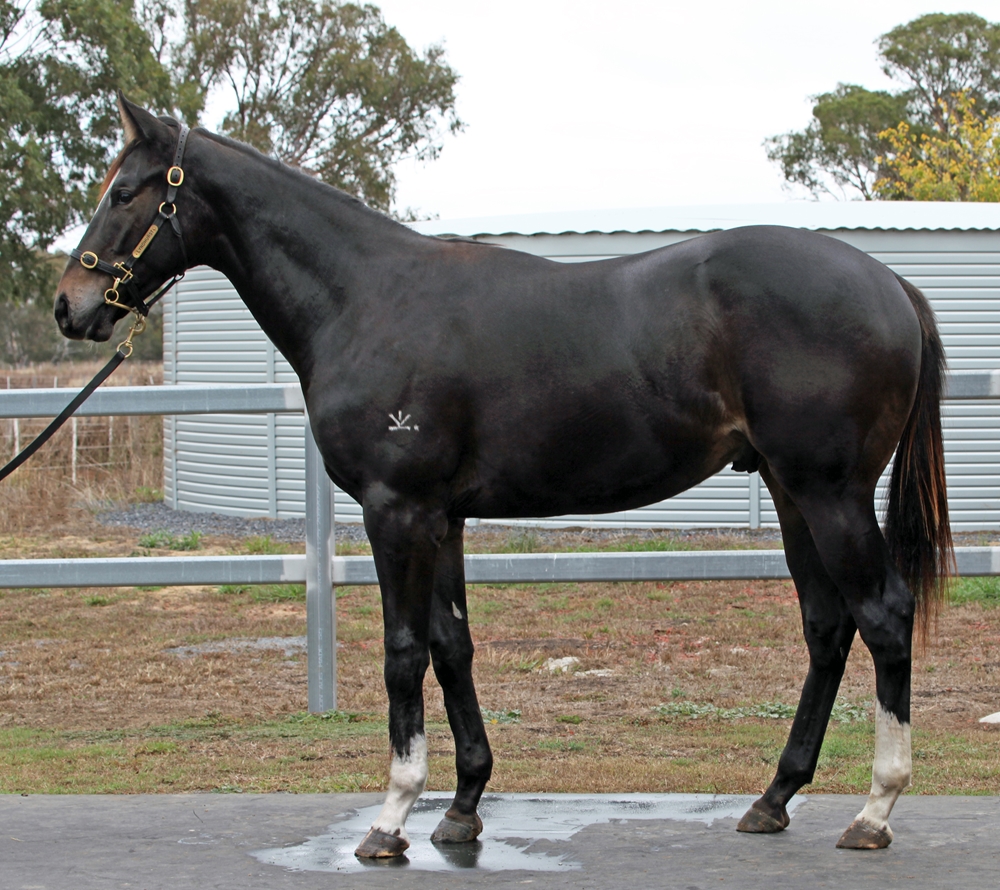 Better Than Ready (AUS) / Miss Sure Shot (AUS) 2024 Colt - Image 1