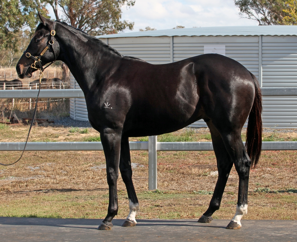 Barbaric (AUS) / Ridolfi (AUS) 2024 Colt - Image 1