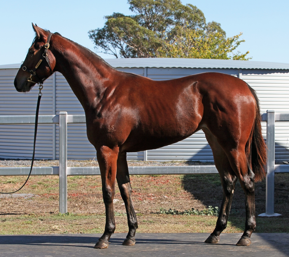 Better Than Ready (AUS) / Sanadaat (AUS) 2024 Filly - Image 1