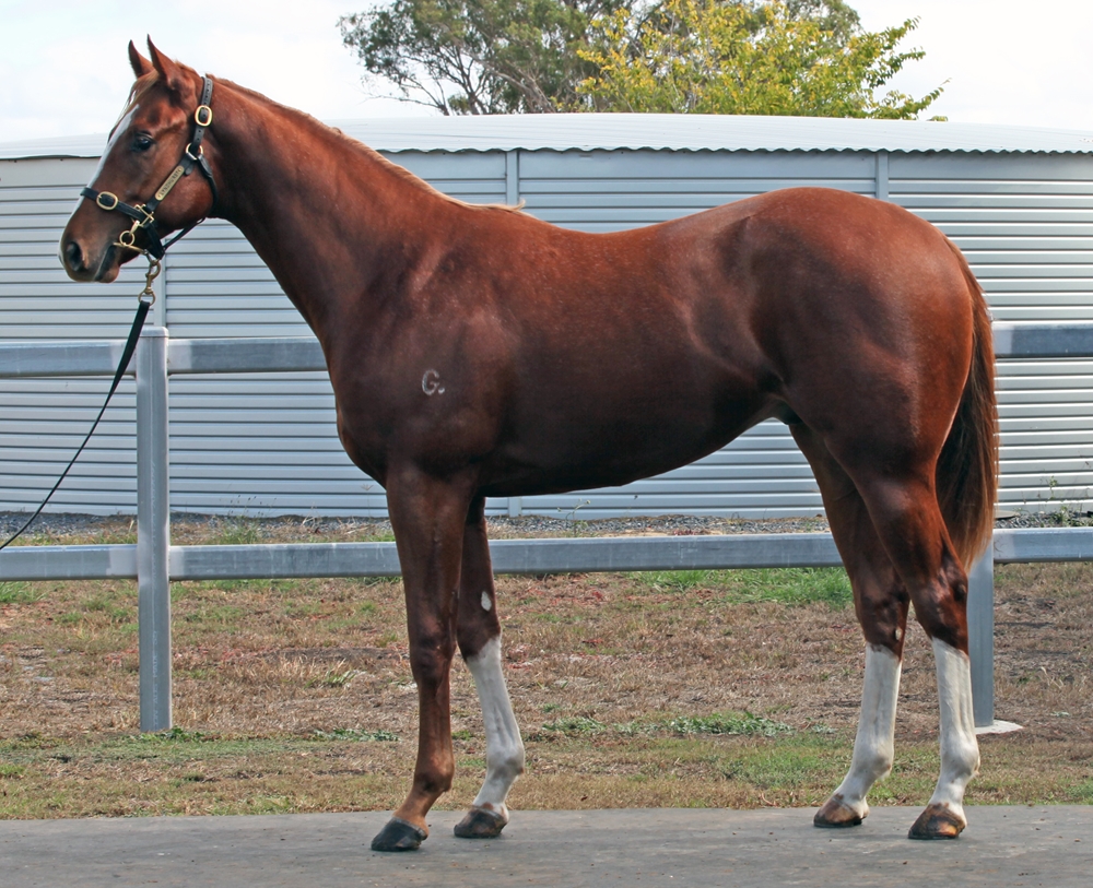Russian Revolution (AUS) / Serene Miss (AUS) 2024 Colt - Image 1