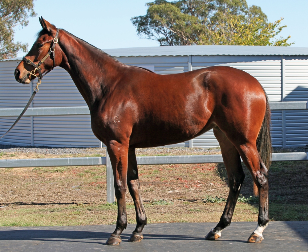 Dundeel (NZ) / Angel of Heaven (AUS) 2024 Filly - Image 1