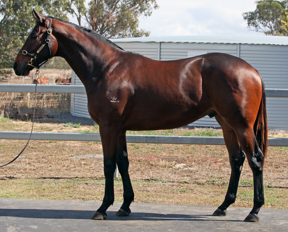 Better Than Ready (AUS) / Ardoyne Road (AUS) 2024 G - Image 1