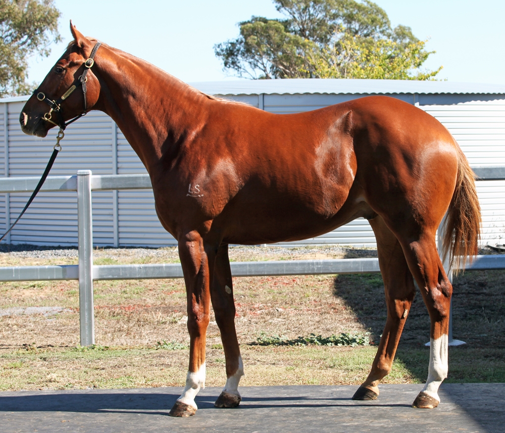 The Mission (AUS) / Chappy's Dream (AUS) 2024 Colt - Image 1