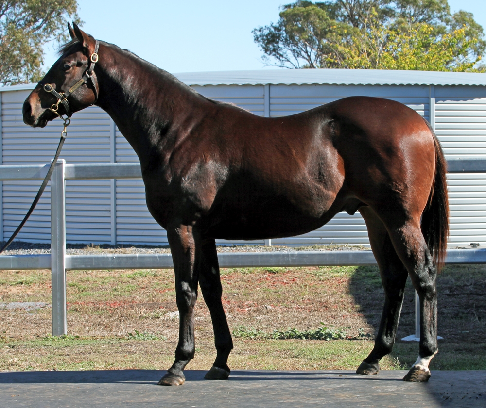 Spirit of Boom (AUS) / I'm Gunna Cashew (AUS) 2024 Colt - Image 1