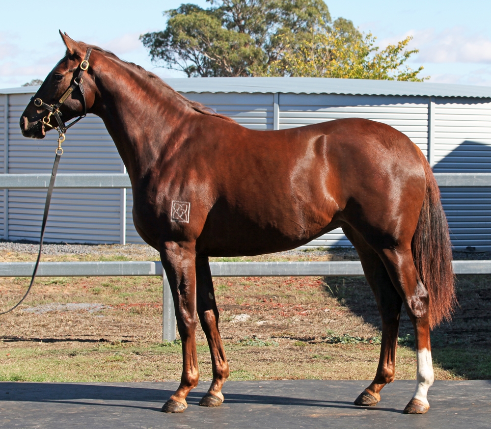 Tiger of Malay (AUS) / It's All for You (GER) 2024 Filly - Image 1