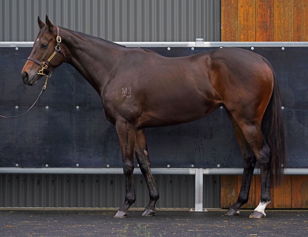 Mootessa (AUS) - Image 1