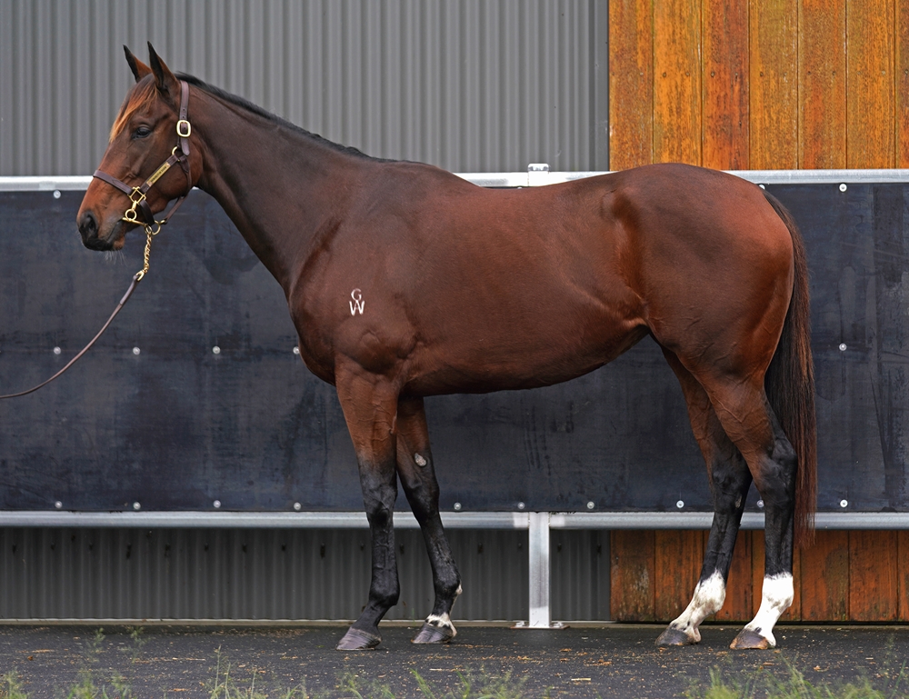 Storyville (AUS) - Image 1