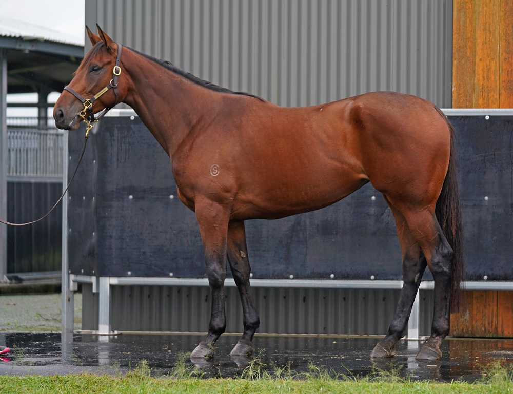 Diamond Supremacy (NZ) - Image 1