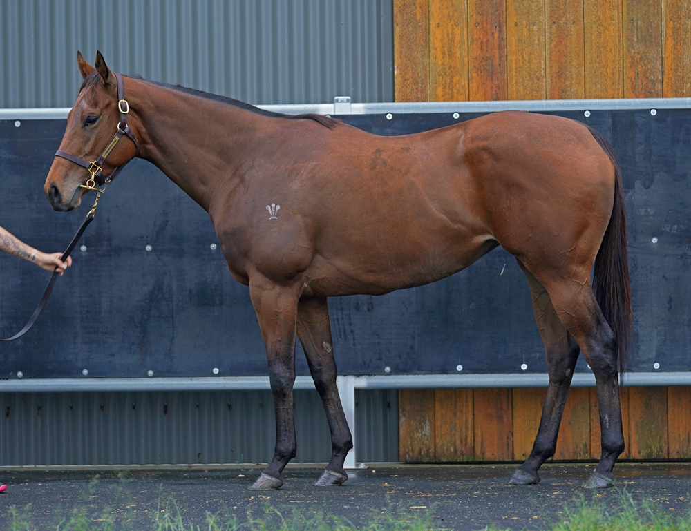 Ha'penny Hatch (NZ) - Image 1