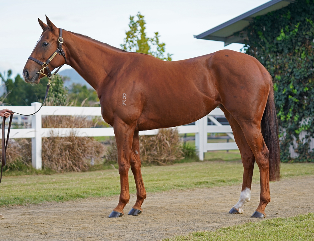 Phenom (AUS) - Image 1