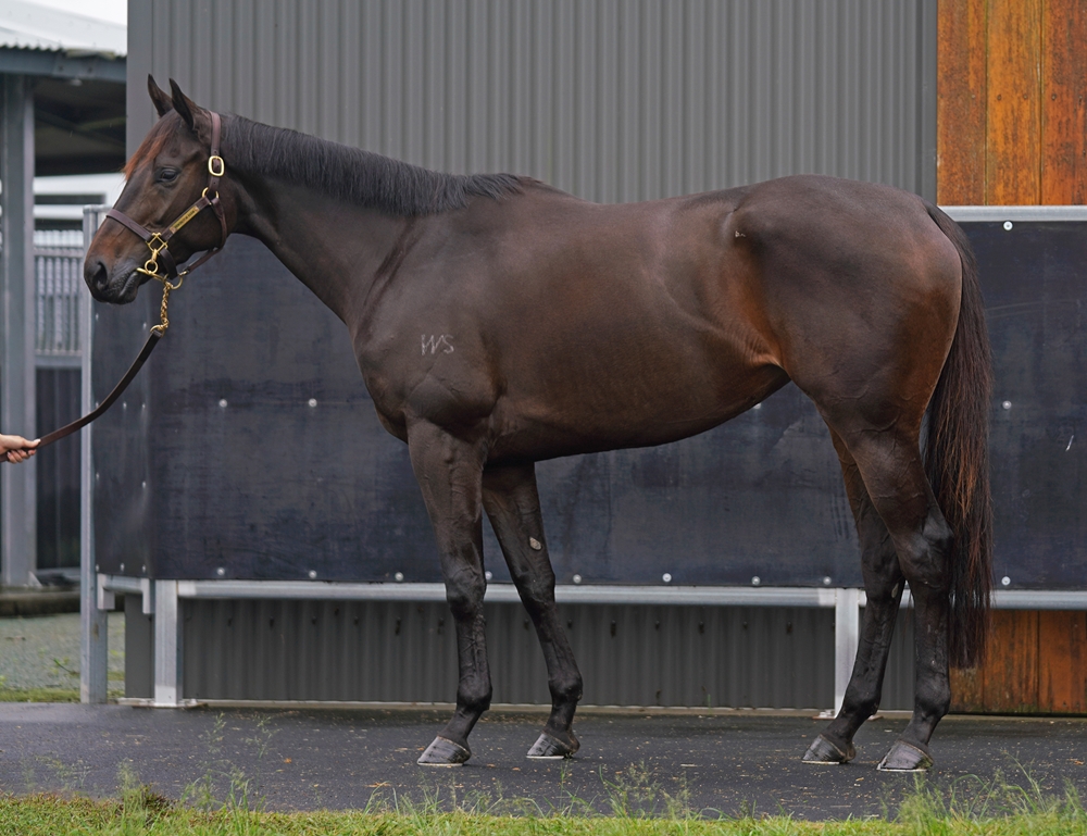 Fashionable (NZ) - Image 1