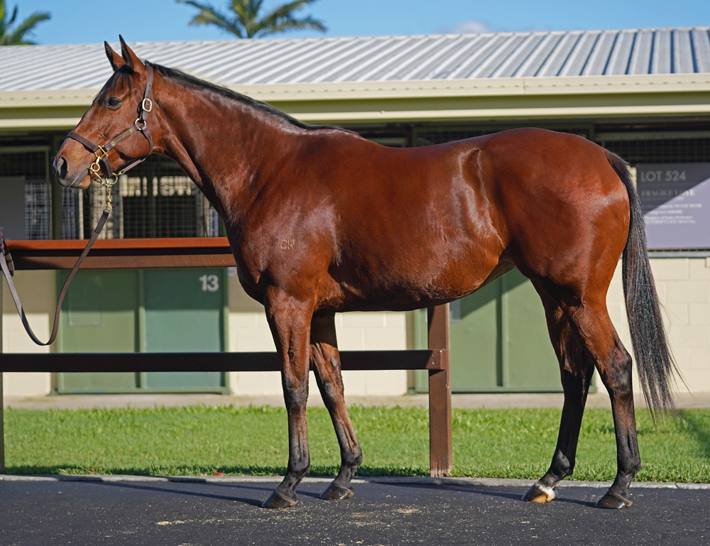 Queen Maeve (AUS) - Image 1